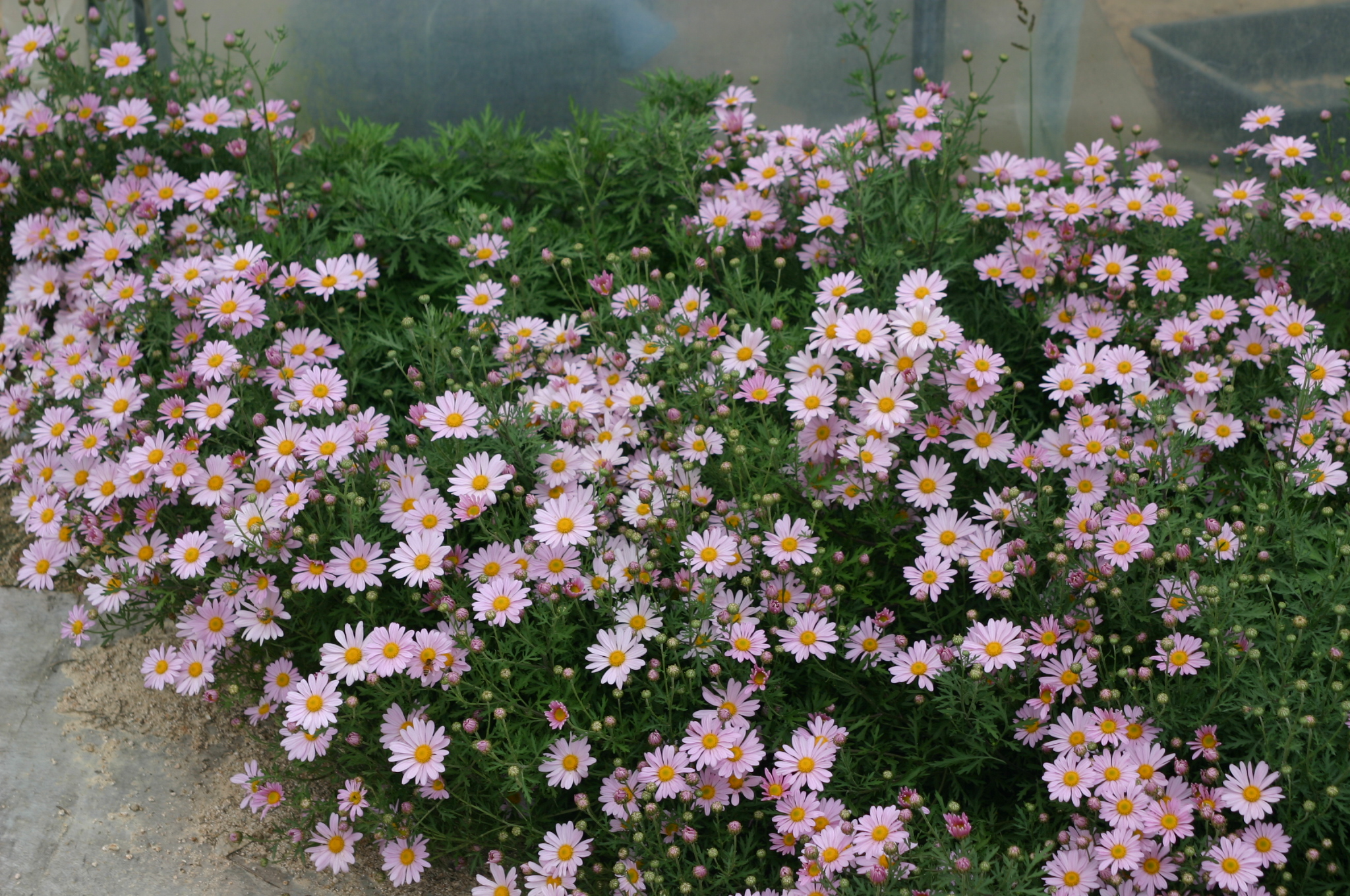 Chrysanthemum zawadskii 'Bunhong'